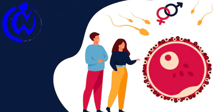 NCW establishes three expert groups to protect women's reproductive rights in IVF and ART